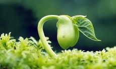 梦见好多兔子 孕妇梦见好多兔子是什么意思