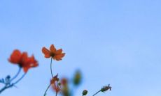 乙亥年属猪的是什么命 运势不错财运滚滚