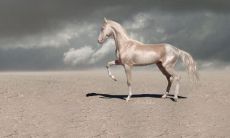 生肖马人的婚姻与命运怎么样？