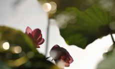 春节出生的属蛇宝宝命好不好