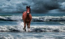 属马的几点出生优秀命？