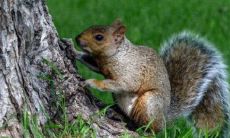 属兔正月出生性格和脾气如何 优缺点分析