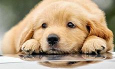 生肖狗和生肖龙的合财吗？