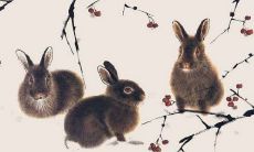 生肖兔和生肖猪的合财吗？