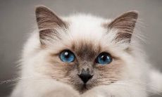 梦到猫咪是什么意思？