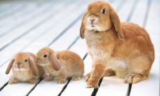 做不成单身贵族的生肖有哪些