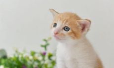 做梦梦到小猫是什么意思？