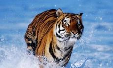 梦见老虎扑过来咬我