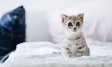 做梦梦到猫吃鱼是什么意思？