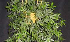 摩羯座做了什么事会赶走桃花运