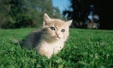 适合宠物的猫名字推荐