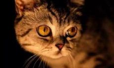 半夜2点猫叫必须注意哪些方面的问题