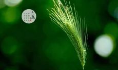 小满节气要注意不能做什么 小满禁忌与讲究！