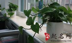 不利于办公室风水的植物有哪些
