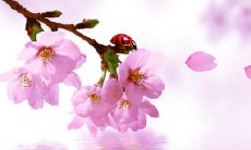 八字催桃花方法