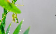 属狗人出生于小暑之时命好不好？