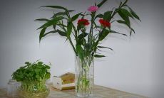 家居植物摆放风水讲究