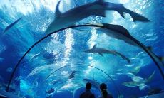 公司取名-水族馆该如何取名