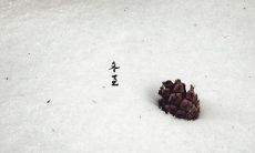 2019年冬至行丧出殡吉利吗,冬至节气为何吃狗肉？