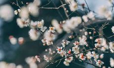 2019年农历十二月腊月二十一黄历日子适合祈福上香吗？