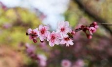 属羊的人2019年3月运势查询
