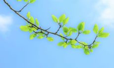 属猴的2019年4月运势查询