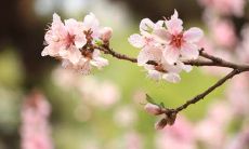 属虎的人2019年5月运势查询
