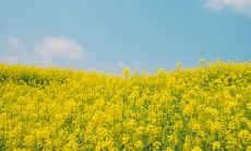 属牛的2019年5月运势查询