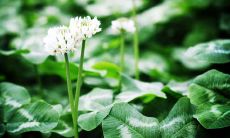 属狗的人2019年5月运势