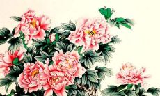 虎摩羯2022年运势