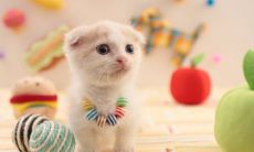 属猪和属狗的生什么属相的孩子 属猪和属狗2023年适合结婚吗