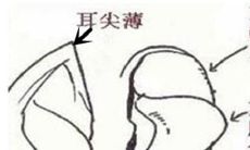 女人大耳垂的面相好吗,怎么的耳朵算得上好耳相