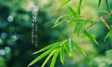 2019年处暑是出伏吗 处暑前后的节气是什么？