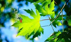 2019年小暑节气不能做什么,今年小暑日子诸事不宜吗？