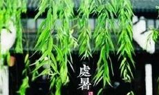 2019年农历什么时候出伏首座天 处暑和出伏的区别
