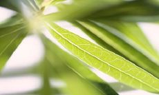 面相解析之为何眉毛可以显示人的一生成败